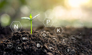 zoom plant in the ground and trace elements around
